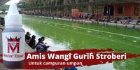 Gambar Master Essen Oplosan Merah Tua Aroma Amis Wangi Stroberi dari Master Essen Ikan undefined 1 Tokopedia