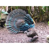 Gambar telur ayam hias RINGNECK PALAWAN PHEASANT/ SIAP TETAS dari Berkah Tanaman Hias undefined 1 Tokopedia