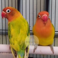 Gambar Burung Lovebird Green Series Dewasa Sepasang | GS | Dewasa dari Adeevapoint undefined 3 Tokopedia