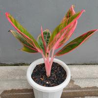 Gambar aglonema khansa dari Hesti_garden undefined 2 Tokopedia