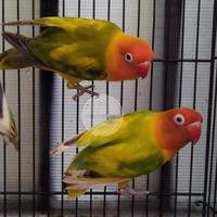Gambar Burung Lovebird Green Series Dewasa Sepasang | GS | Dewasa dari Adeevapoint undefined 1 Tokopedia