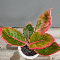 Gambar aglonema khansa dari Hesti_garden undefined 1 Tokopedia