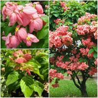 Gambar Bibit Tanaman Nusa Indah Pink Merah dari Rocketfield Plantary undefined 3 Tokopedia