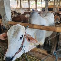 Gambar SAPI ONGOL ISTIMEWA ±500KG dari IKHWAN FARM undefined 2 Tokopedia