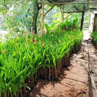 Gambar Tanaman hias heliconia pisang Pisangan bunga merah dari SANGGAR FLOWER No 40 undefined 2 Tokopedia