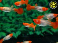 Gambar Guppy Albino Koi Red Ear Juvenile (pair) dari Adinesstar Fish undefined 4 Tokopedia