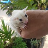 Gambar sugar glider leucistic betina joey dari sugarglider_farm undefined 3 Tokopedia