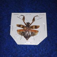 Gambar taxydermi panurgica frathercula /insectarium / awetan serangga dari Taxydermi insectarium serangga undefined 1 Tokopedia