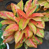 Gambar tanaman hias aglonema bigroy/aglonema bigroy murah dari Tabaku_plants store undefined 1 Tokopedia