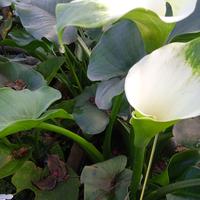 Gambar Tanaman hias lily air bunga putih calla lily-zantedeschia aethopica dari Anza Garden undefined 3 Tokopedia