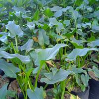 Gambar Tanaman hias lily air bunga putih calla lily-zantedeschia aethopica dari Anza Garden undefined 5 Tokopedia