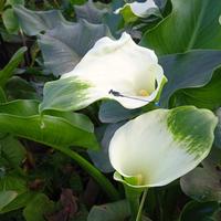 Gambar Tanaman hias lily air bunga putih calla lily-zantedeschia aethopica dari Anza Garden undefined 2 Tokopedia