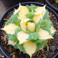 Gambar Tanaman Agave Shoji raijin Variegata Kuning dari hiasankaktus. id undefined 1 Tokopedia
