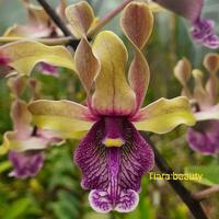 Gambar TANAMAN Anggrek Dendrobium Tiara Beauty dewasa dari atifaflora undefined 1 Tokopedia