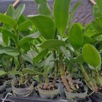 Gambar Anggrek Dendrobium Bhayangkara Jaya x Heart of Northoaks pra dewasa dari tina flora undefined 2 Tokopedia