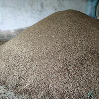 Gambar 100 Kg Green Bean Kopi Robusta Asalan Khusus Antar Sumatera dan Jawa dari Masurai Coffee undefined 2 Tokopedia