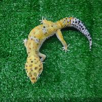 Gambar leopard gecko indukan dari Zou Exotic Pets undefined 4 Tokopedia