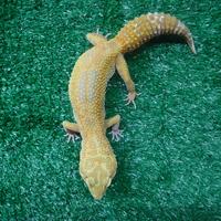 Gambar leopard gecko indukan dari Zou Exotic Pets undefined 5 Tokopedia