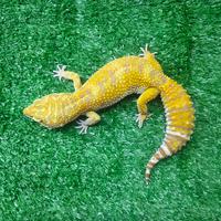 Gambar leopard gecko indukan dari Zou Exotic Pets undefined 2 Tokopedia