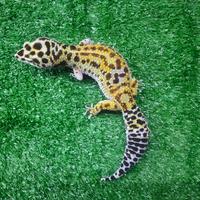 Gambar leopard gecko indukan dari Zou Exotic Pets undefined 3 Tokopedia