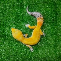 Gambar leopard gecko indukan dari Zou Exotic Pets undefined 1 Tokopedia