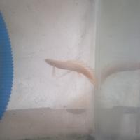 Gambar ikan palmas albino slayer keren dari iwakjaya makmur undefined 1 Tokopedia