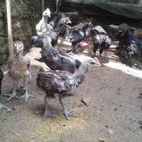 Gambar Ayam Pelung Jumbo Asli dari Nando Pets undefined 2 Tokopedia