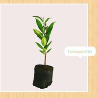 Gambar Tanaman obat toga surabaya daun salam lidah buaya - jahe dari Tanaman Cici Surabaya undefined 1 Tokopedia