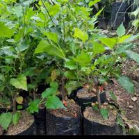 Gambar pohon buah murbei dari Taman Hias AL. undefined 2 Tokopedia