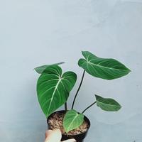 Gambar tanaman hias gloriousum phillodendron dari Makodio flora Nusantara undefined 4 Tokopedia