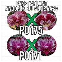 Gambar Anggrek Bulan Dewasa Paket 2 Plant Kode PO175 PO171 dari OKB orchid undefined 2 Tokopedia