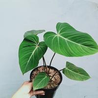 Gambar tanaman hias gloriousum phillodendron dari Makodio flora Nusantara undefined 2 Tokopedia