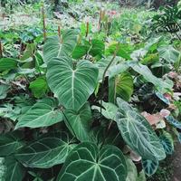 Gambar tanaman hias gloriousum phillodendron dari Makodio flora Nusantara undefined 5 Tokopedia