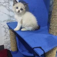 Gambar anak kucing himalaya persia dari mareongcat undefined 4 Tokopedia