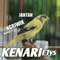 Gambar burung kenari f1ys bahan jantan 100% jaminan dari berkahonlinebird2 undefined 1 Tokopedia