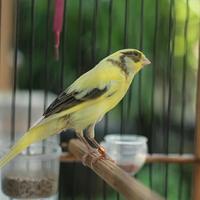 Gambar burung kenari f1ys bahan jantan 100% jaminan dari berkahonlinebird2 undefined 3 Tokopedia