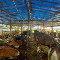 Gambar Sapi Qurban Super Ras Bali - 190 - 220 Kg dari Blisapi undefined 2 Tokopedia