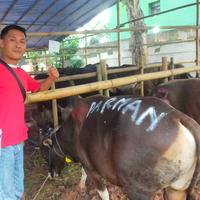 Gambar Sapi Qurban Super Ras Bali - 190 - 220 Kg dari Blisapi undefined 3 Tokopedia