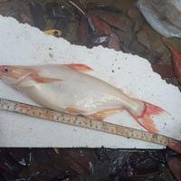 Gambar ikan patin albino jumbo dari hfs farm undefined 2 Tokopedia