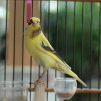 Gambar burung kenari f1ys bahan jantan 100% jaminan dari berkahonlinebird2 undefined 2 Tokopedia