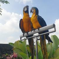 Gambar blue and gold macaw ff 1 ekor dari Yod Parrot undefined 2 Tokopedia