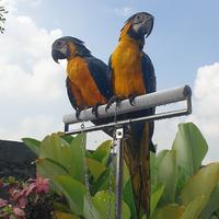 Gambar blue and gold macaw ff 1 ekor dari Yod Parrot undefined 3 Tokopedia
