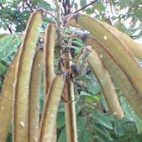 Gambar Readyy Bibit Unggul Kacang Babi Teprosia Vogelli | Kacang Koro Benguk dari astoria_seller undefined 1 Tokopedia