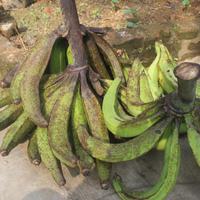 Gambar Pisang Tanduk Best Seller per 1 Kg dari Asepascor undefined 3 Tokopedia