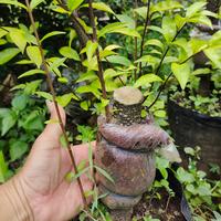Gambar bonsai anting putri murah harga bersaing (bisa cod) dari garden kuu undefined 1 Tokopedia