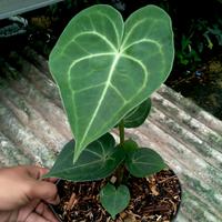 Gambar Anthurium King Of Clarinervium ORi Tarantula Ori Size Small dari Toko Hobipedia undefined 1 Tokopedia
