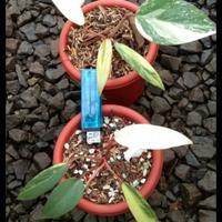 Gambar tanaman hias strawberry shake philodendron dari Meydiyan undefined 1 Tokopedia