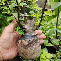 Gambar bonsai anting putri murah harga bersaing (bisa cod) dari garden kuu undefined 2 Tokopedia