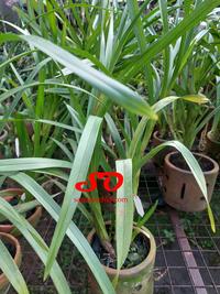 Gambar [ DEWASA ] Grammatophyllum Speciosum Flava/Alba – Varian Unik dari Raja Anggrek! dari Sandi Orchid Garden undefined 3 Tokopedia