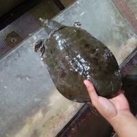 Gambar labi labi pelodiscus bulus taiwan dari luak kampus petshop undefined 2 Tokopedia